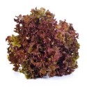 Plante Potagère Laitue (Lollo) ´rossa´ finement frisée au feuillage vert bronze rouge vif Pot 9cm x1