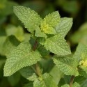 Aromatique Menthe Marocaine (Mentha Spicata Maroccan) Pot 9cm x1