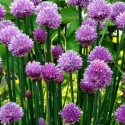 Aromatique Ciboulette (Allium Schoenoprasum) Pot 9cm x1