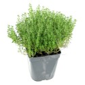 Aromatique Thym commun (Thymus Vulgaris) ´Compactus´ Pot 9cm