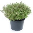 AromatiqueThym citr. (Thymus Citriodorus) ´Silver queen´ argenteus Pot 9cm