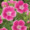 Plante vivace Geranium sanguineum 'Elke' rose pale Pot 9cm