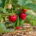 Fraise des bois ( Fragaria vesca) Pot 9cm.