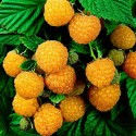 Framboisier remontant jaune (Rubus ideaus) ´Fallgold´ Container Touffe Haut.40cm+.