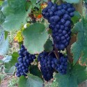 Raisin (Vitis vinifera) ´Muscat bleu´.