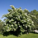 Sureau commun (Sambucus nigra)