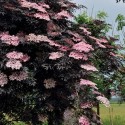 Sureau 'black lace' (Sambucus nigra 'black lace')