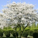 Amélanchier de Lamarck (Amelanchier lamarckii)