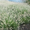 Herbe aux écouvillons (Pennisetum alopecuroide) 'Little Bunny' Pot 9cm