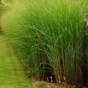 Miscanthus (Miscanthus sinensis) 'Gracillimus' C2L