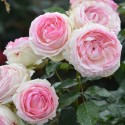 Rosier grimpant Pierre de Ronsard ´Eden Rose´ Cont.3l+