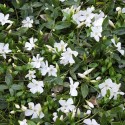 Vivace Petite pervenche blanche (Vinca Minor) ´Alba´ Pot 9cm x1