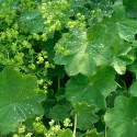 Vivace Alchemille  (Alchemilla mollis) P9cm