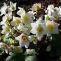 Vivace Hellebore Orientale  (Helleborus orientalis) ´White´ P9