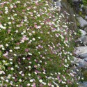 Vivace Erigeron (Erigeron Karvinskianus) P9