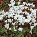 Cyclamen de perse blanc pour Jardin à naturaliser 10/13