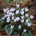 Bulbe Cyclamen de Naples blanc pour Jardin à naturaliser 13/15