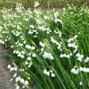 Bulbe Niveolle d'été  pour Jardin à naturaliser