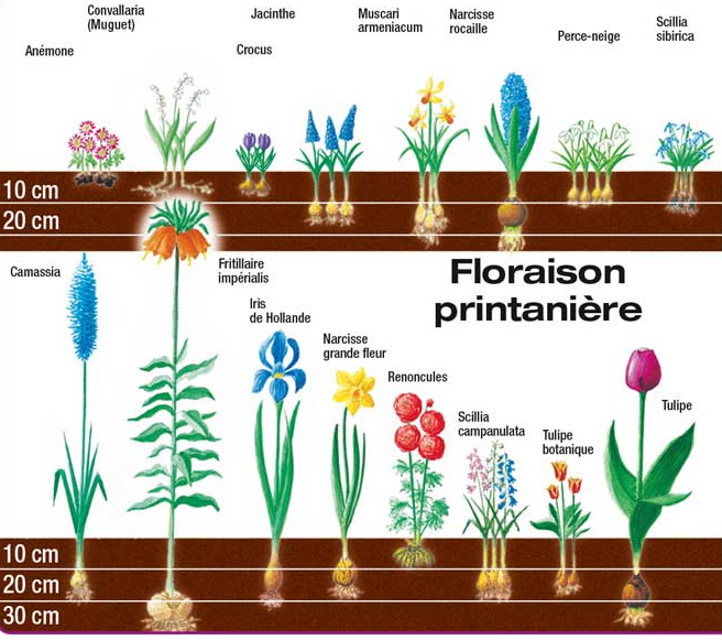 bulbes-conseils-plantation-profondeur-mon-petit-jardinier-tournai-lille_1.png