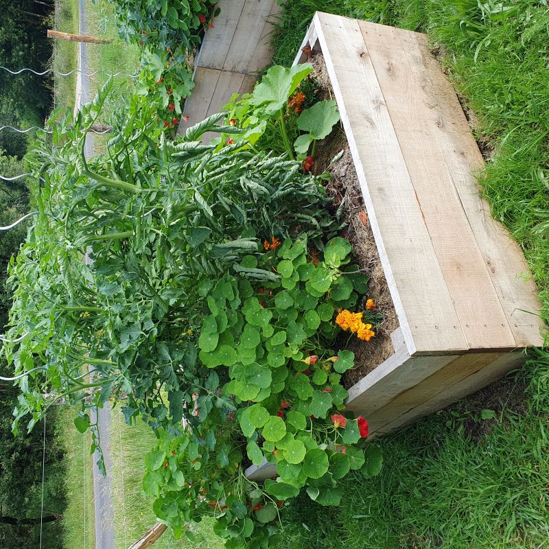 carre-potager-planche-acacia-client-mon-petit-jardinier-vente-en-ligne-lille.jpg