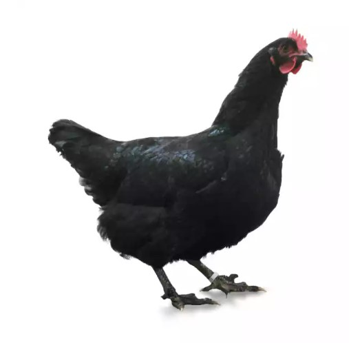 2-Poule-noir-estaires-mon-petit-jardinier-paysagiste-Lille-Nord-59-Hainaut-Poulailler.jpg