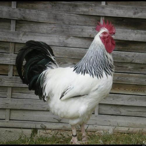 3-Coq sussex-mon-petit-jardinier-paysagiste-Lille-Nord-59-Hainaut-Poulailler.jpg