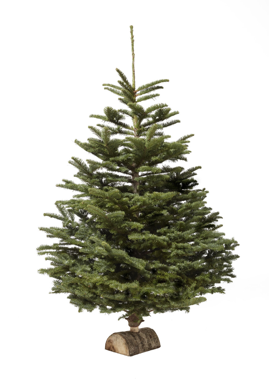 Sapin naturel Nordmann