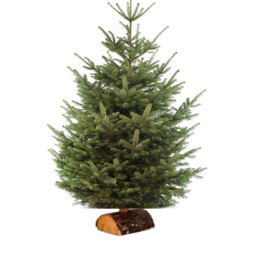 Sapin naturel Epicea