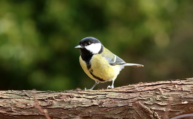 Nichoirs oiseaux, abris insectes, mammifères